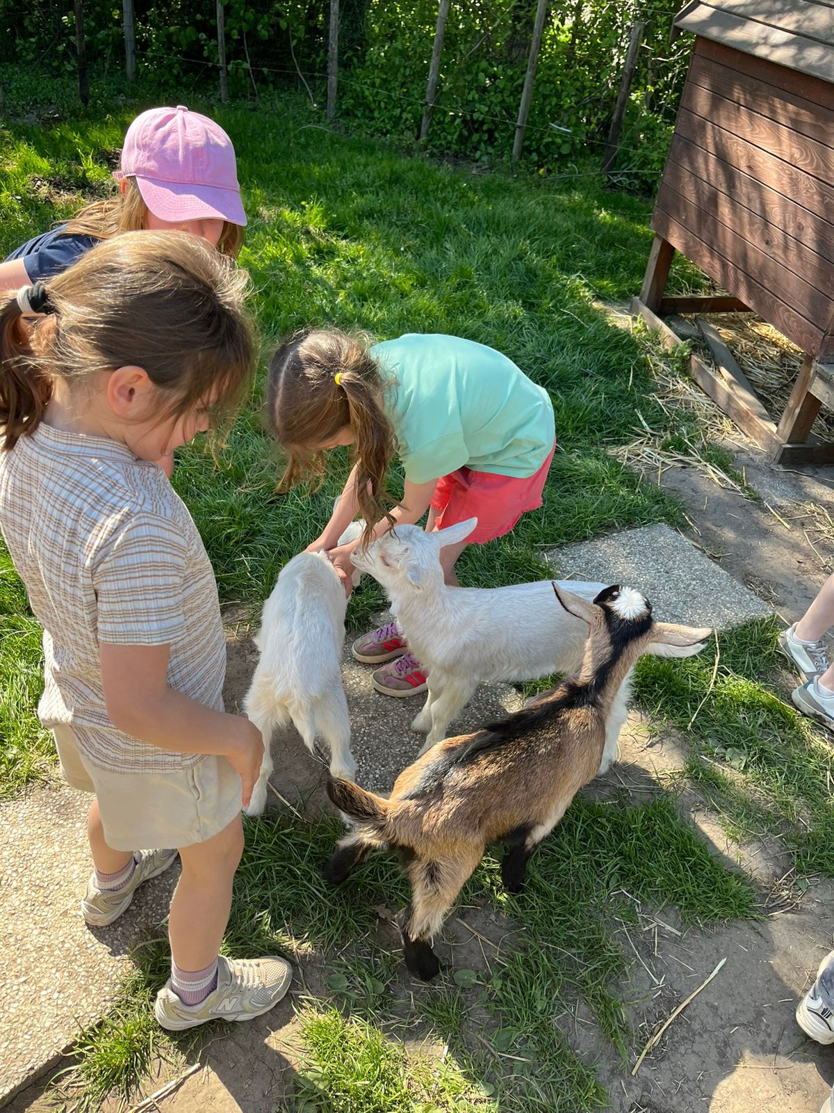 Herfstkampen - knuffelen met de geiten